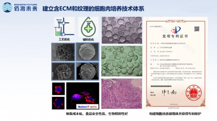 細(xì)胞培養(yǎng)肉技術(shù)新突破 佰鴻引領(lǐng)國際微載體誘導(dǎo)成肌技術(shù)，開創(chuàng)蛋白新篇章