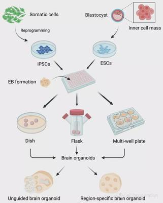 腦科學(xué)日?qǐng)?bào) 腦類器官技術(shù)——模擬人類神經(jīng)發(fā)育疾病的革命性進(jìn)展